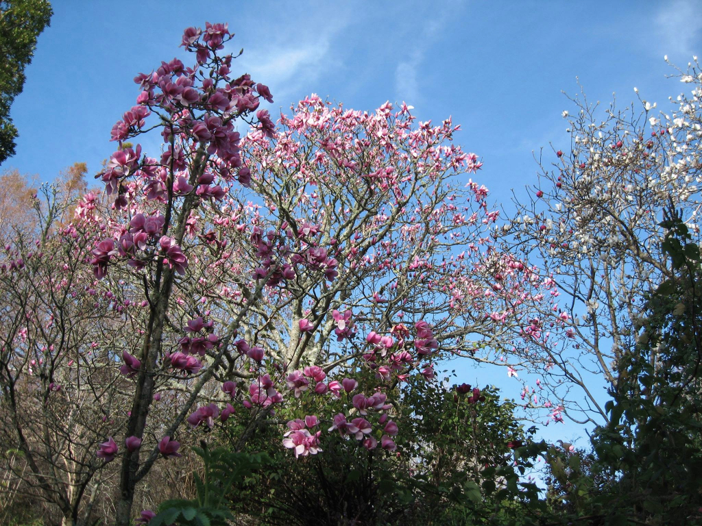 Magnolias ...